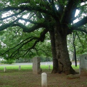 These 9, historic trees were the starting point for most of the religions we have in Texas today.